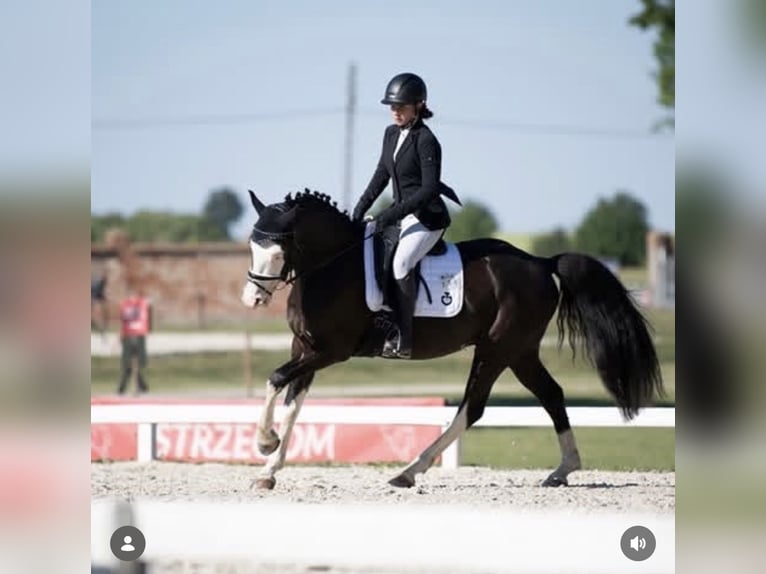 Deutsches Reitpony Wallach 10 Jahre 149 cm Schwarzbrauner in Bad Homburg
