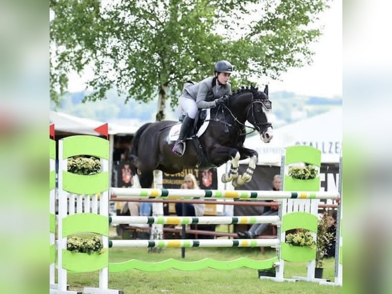 Deutsches Reitpony Wallach 10 Jahre 149 cm Schwarzbrauner in Bad Homburg