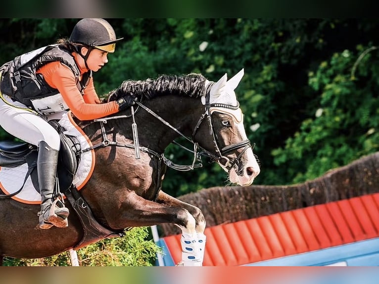 Deutsches Reitpony Wallach 10 Jahre 149 cm Schwarzbrauner in Bad Homburg