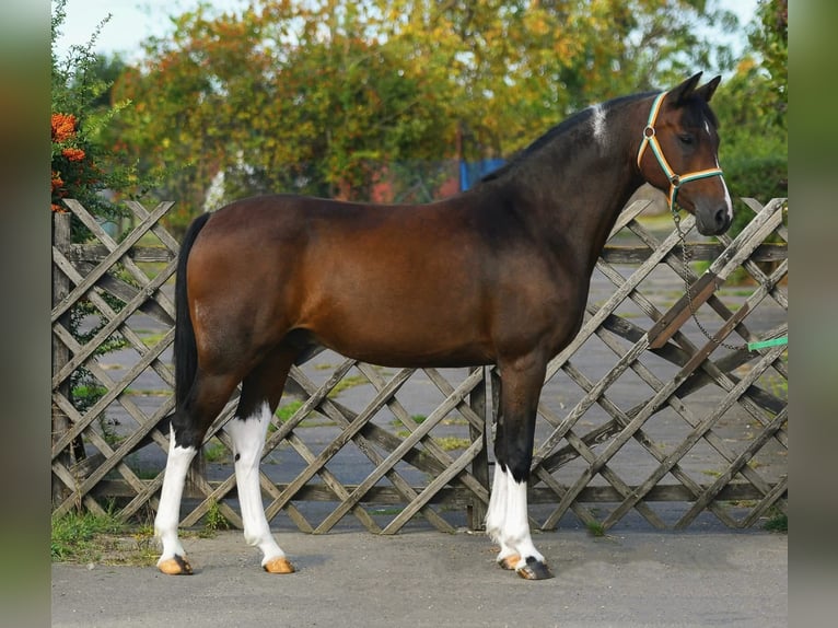 Deutsches Reitpony Wallach 10 Jahre 150 cm Brauner in Grieselstein
