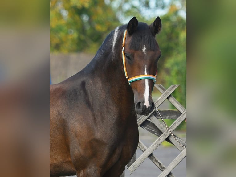 Deutsches Reitpony Wallach 10 Jahre 150 cm Brauner in Grieselstein