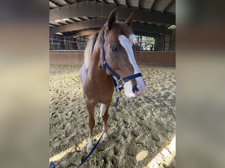 Deutsches Reitpony Wallach 10 Jahre 150 cm Fuchs in Castrop-Rauxel