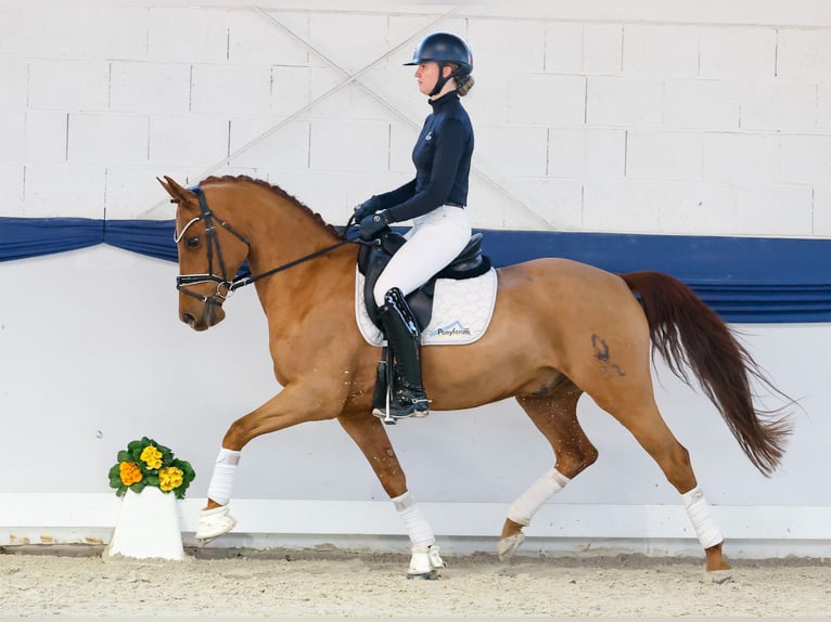 Deutsches Reitpony Wallach 10 Jahre 150 cm Fuchs in Marsberg