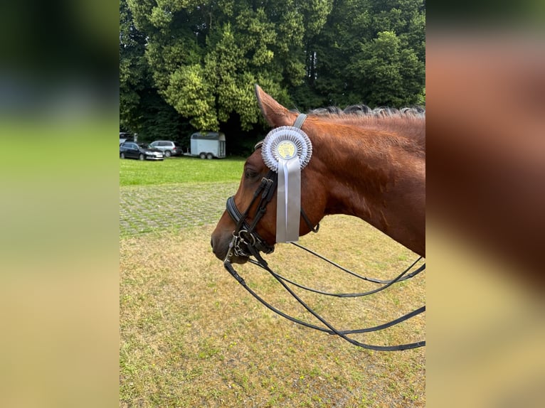 Deutsches Reitpony Wallach 10 Jahre 151 cm Brauner in K&#xF6;ln