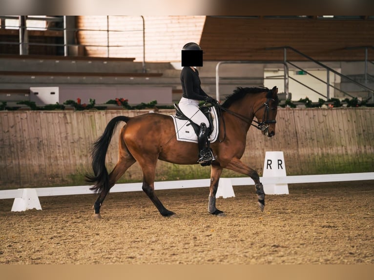Deutsches Reitpony Wallach 10 Jahre 151 cm Brauner in K&#xF6;ln