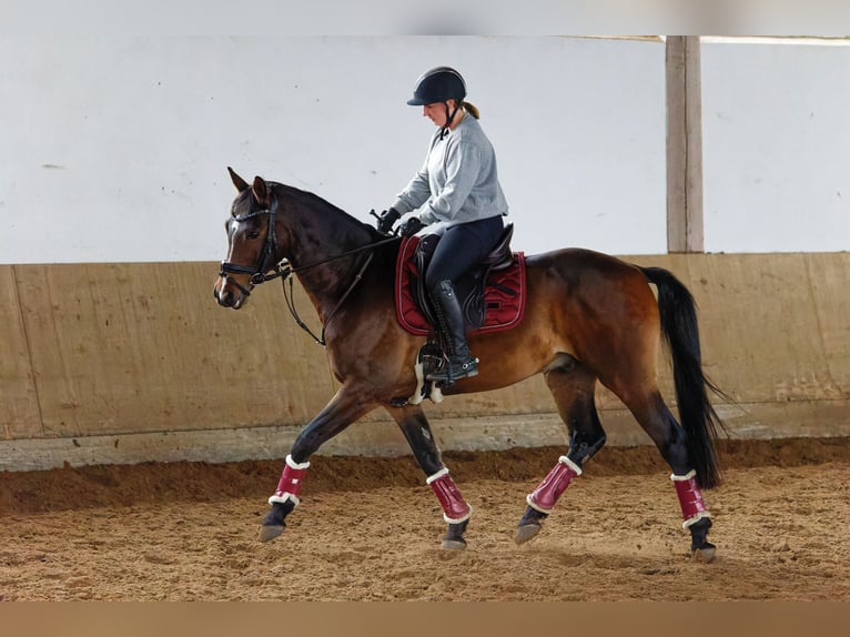 Deutsches Reitpony Wallach 10 Jahre 152 cm Brauner in Neuwied