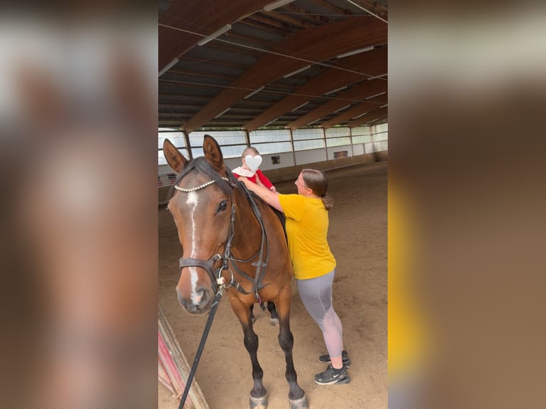 Deutsches Reitpony Wallach 10 Jahre 152 cm Brauner in Neuwied