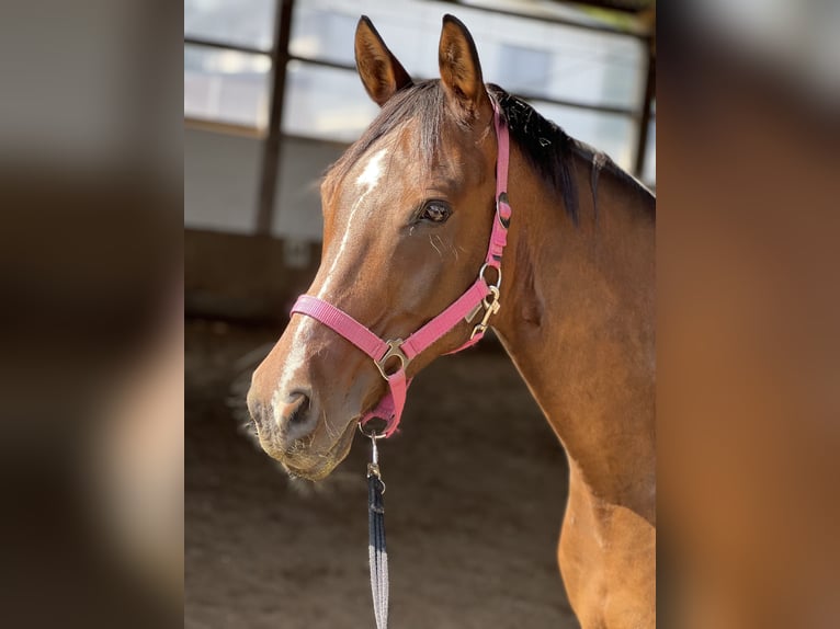 Deutsches Reitpony Wallach 10 Jahre 152 cm Brauner in Neuwied