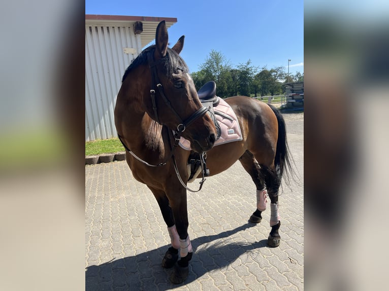 Deutsches Reitpony Wallach 10 Jahre 152 cm Brauner in Neuwied
