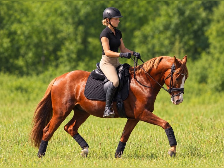 Deutsches Reitpony Wallach 10 Jahre 152 cm  in Viersen