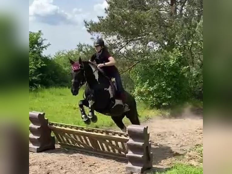 Deutsches Reitpony Mix Wallach 10 Jahre 152 cm Schecke in Kerpen