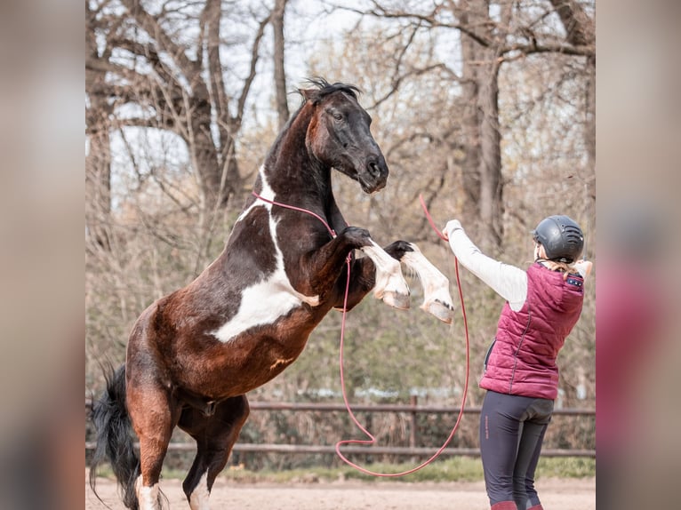Deutsches Reitpony Mix Wallach 10 Jahre 152 cm Schecke in Kerpen