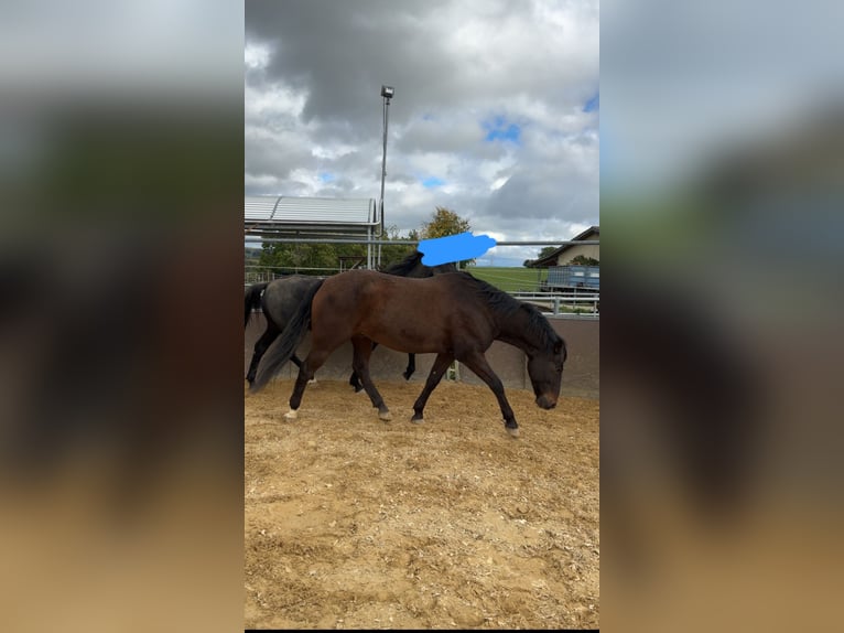 Deutsches Reitpony Mix Wallach 10 Jahre 153 cm Brauner in Engen