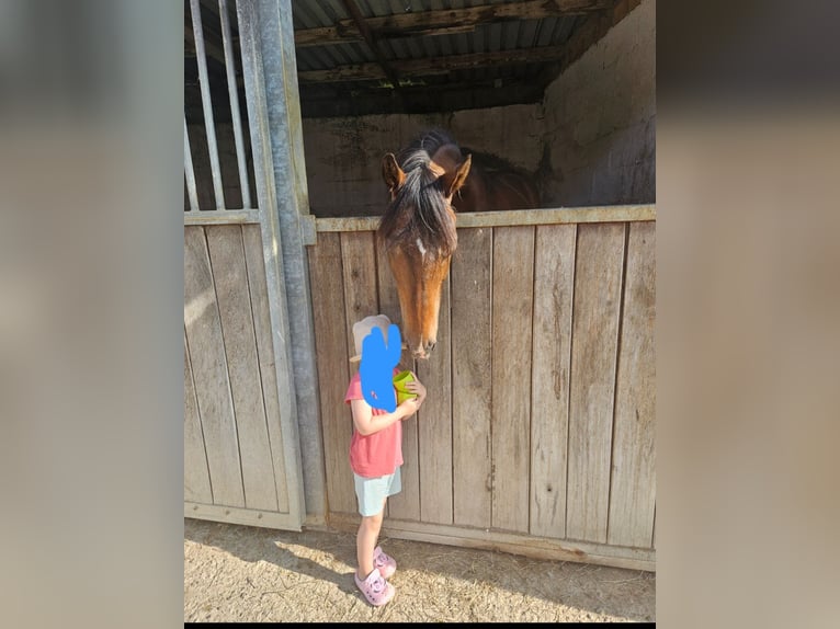 Deutsches Reitpony Mix Wallach 10 Jahre 153 cm Brauner in Engen