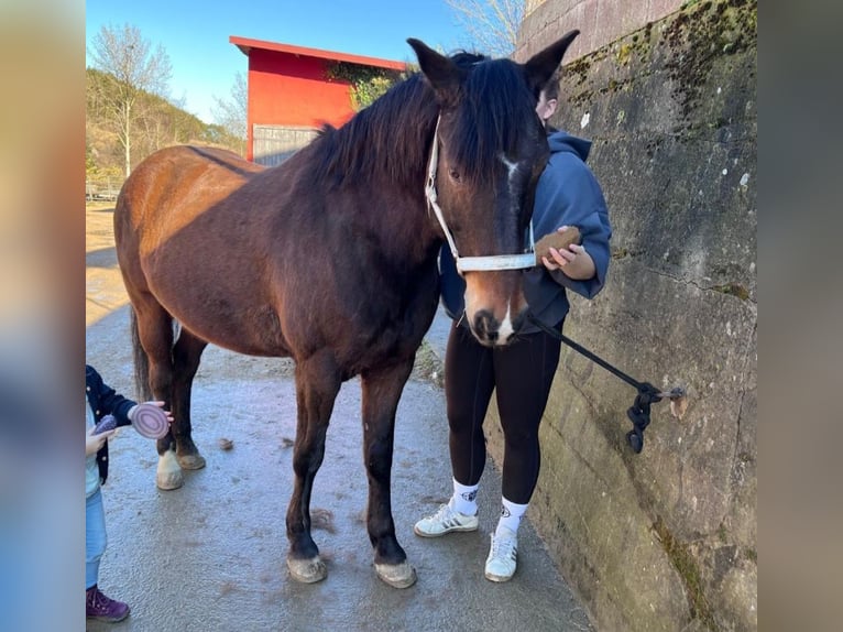 Deutsches Reitpony Mix Wallach 10 Jahre 153 cm Brauner in Engen