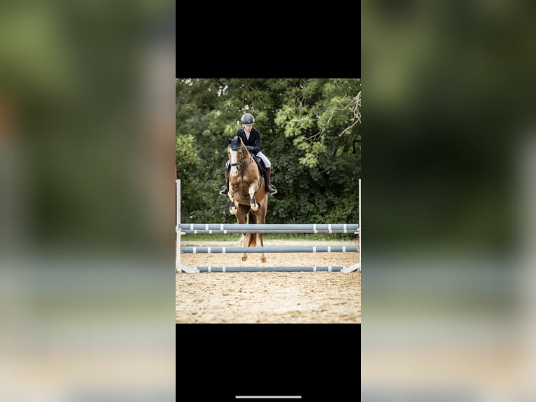 Deutsches Reitpony Wallach 10 Jahre 153 cm Fuchs in Drochtersen