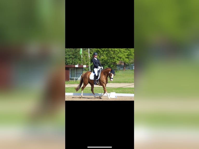 Deutsches Reitpony Wallach 10 Jahre 153 cm Fuchs in Drochtersen