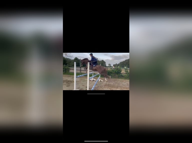 Deutsches Reitpony Wallach 10 Jahre 153 cm Fuchs in Drochtersen