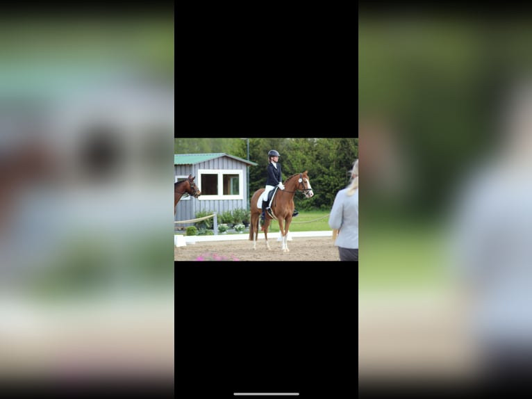 Deutsches Reitpony Wallach 10 Jahre 153 cm Fuchs in Drochtersen