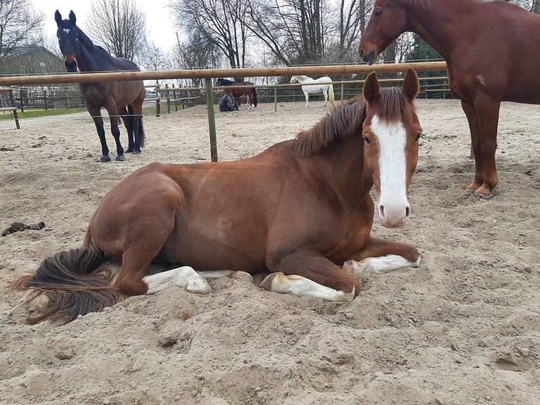 Deutsches Reitpony Wallach 10 Jahre 153 cm Fuchs in Drochtersen