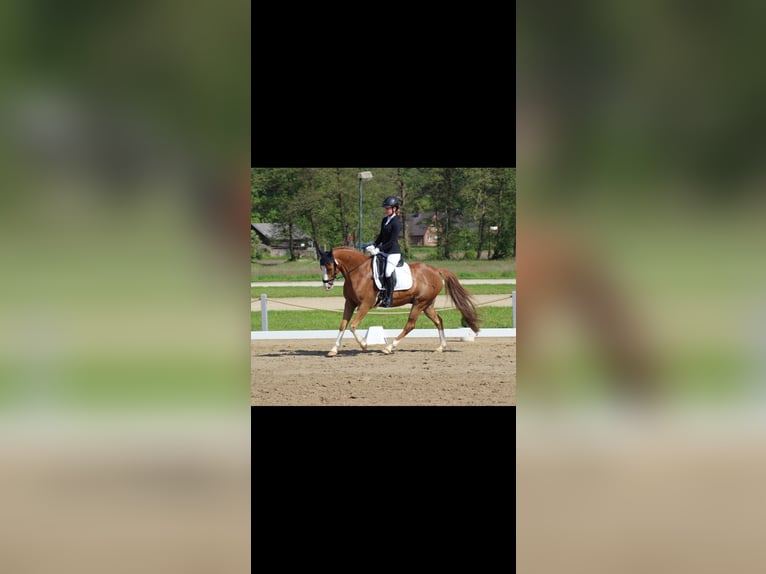 Deutsches Reitpony Wallach 10 Jahre 153 cm Fuchs in Drochtersen