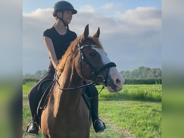 Deutsches Reitpony Wallach 10 Jahre 153 cm Fuchs in Drochtersen