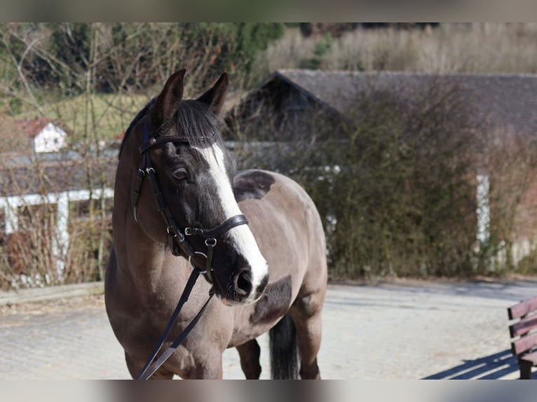 Deutsches Reitpony Wallach 10 Jahre 153 cm Rappe in Wald