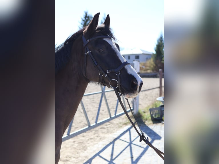 Deutsches Reitpony Wallach 10 Jahre 153 cm Rappe in Wald
