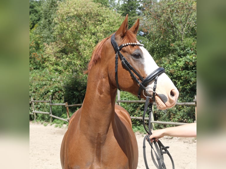 Deutsches Reitpony Wallach 10 Jahre 154 cm Fuchs in Wachtendonk