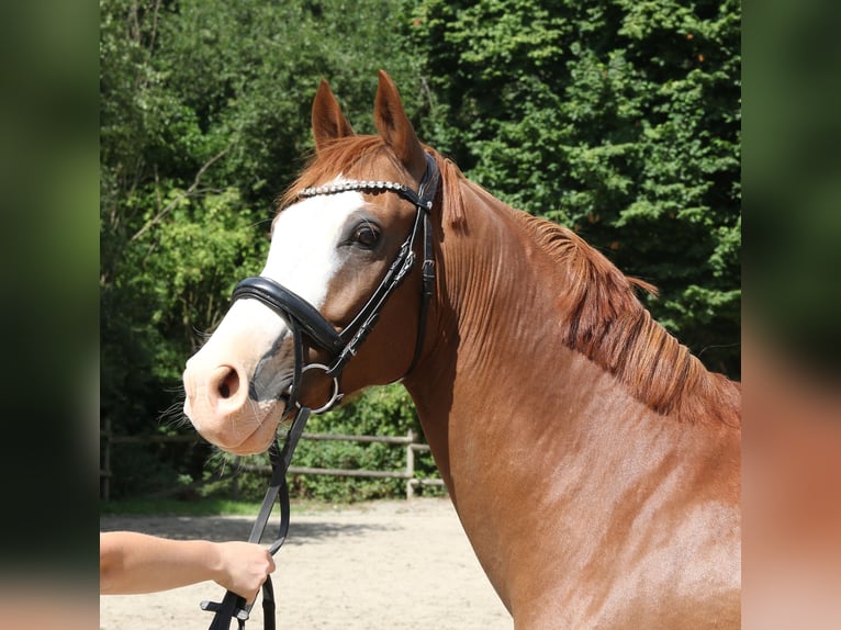 Deutsches Reitpony Wallach 10 Jahre 154 cm Fuchs in Wachtendonk