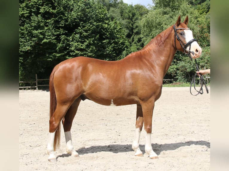 Deutsches Reitpony Wallach 10 Jahre 154 cm Fuchs in Wachtendonk