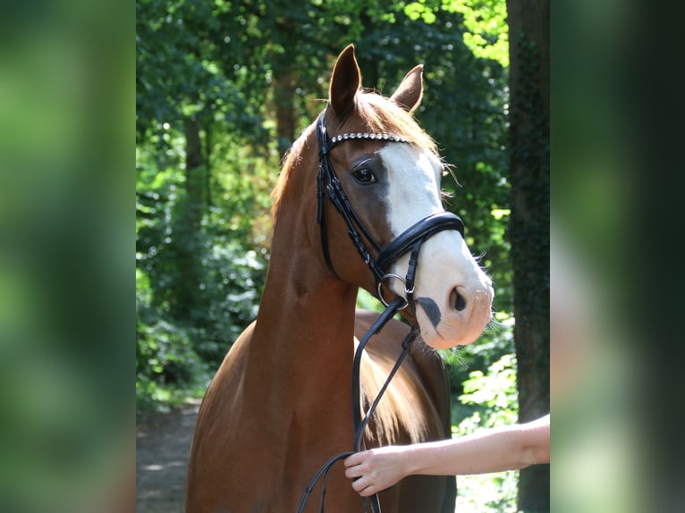 Deutsches Reitpony Wallach 10 Jahre 154 cm Fuchs in Wachtendonk