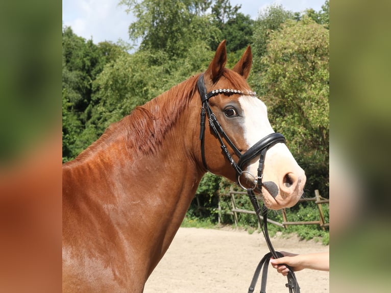 Deutsches Reitpony Wallach 10 Jahre 154 cm Fuchs in Wachtendonk