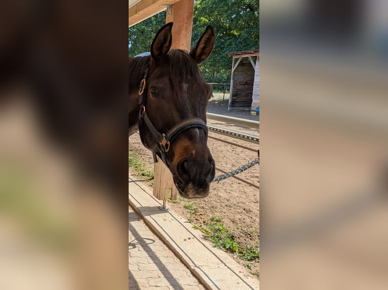 Deutsches Reitpony Wallach 10 Jahre 155 cm Braunfalbschimmel in Mettlach