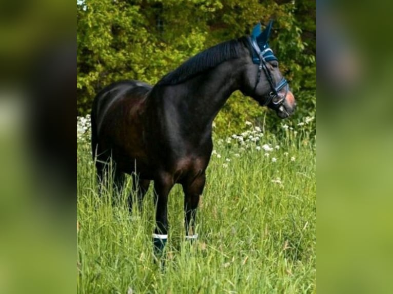 Deutsches Reitpony Wallach 10 Jahre 155 cm Braunfalbschimmel in Mettlach