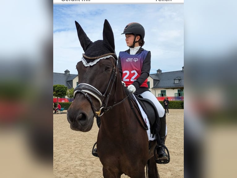 Deutsches Reitpony Wallach 10 Jahre 155 cm Braunfalbschimmel in Mettlach