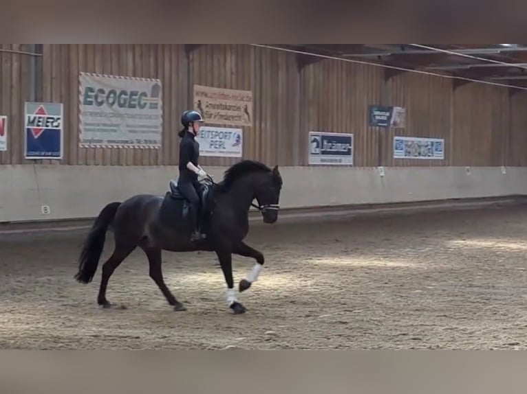Deutsches Reitpony Wallach 10 Jahre 155 cm Braunfalbschimmel in Mettlach