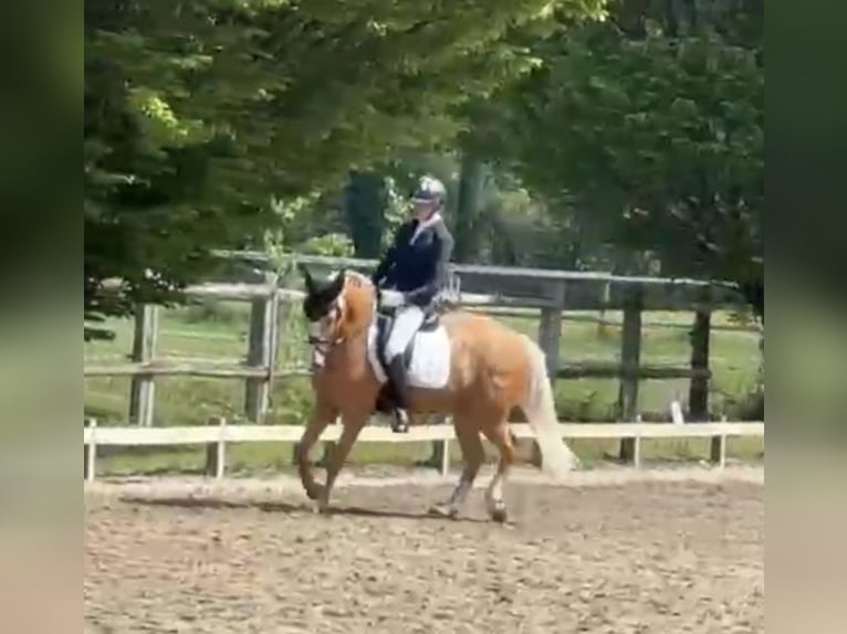 Deutsches Reitpony Wallach 10 Jahre 155 cm Palomino in Balve