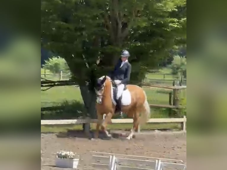 Deutsches Reitpony Wallach 10 Jahre 155 cm Palomino in Balve