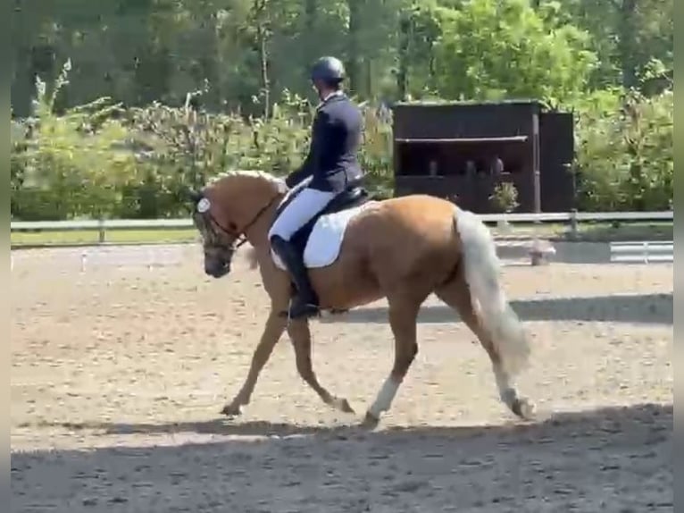 Deutsches Reitpony Wallach 10 Jahre 155 cm Palomino in Balve