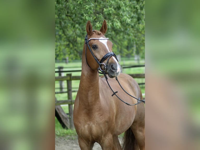 Deutsches Reitpony Wallach 10 Jahre 158 cm Dunkelfuchs in Schwalmtal