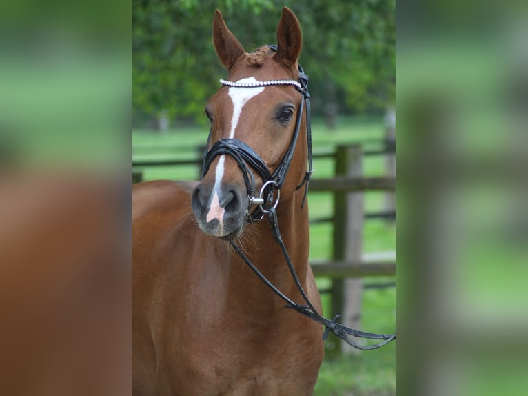 Deutsches Reitpony Wallach 10 Jahre 158 cm Dunkelfuchs in Schwalmtal