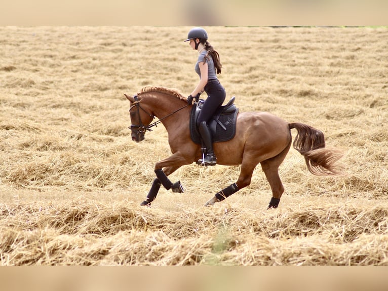 Deutsches Reitpony Wallach 10 Jahre 158 cm Dunkelfuchs in Schwalmtal