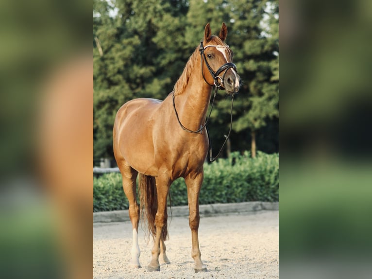 Deutsches Reitpony Wallach 10 Jahre 158 cm Dunkelfuchs in Schwalmtal