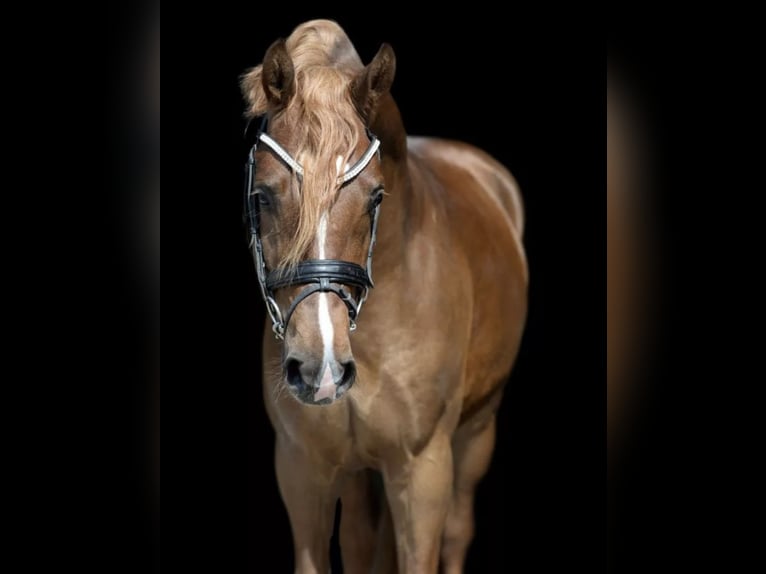 Deutsches Reitpony Wallach 10 Jahre 158 cm Dunkelfuchs in Schwalmtal