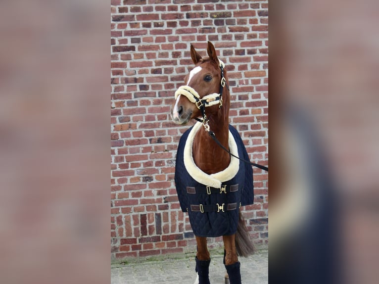 Deutsches Reitpony Wallach 10 Jahre 158 cm Dunkelfuchs in Schwalmtal