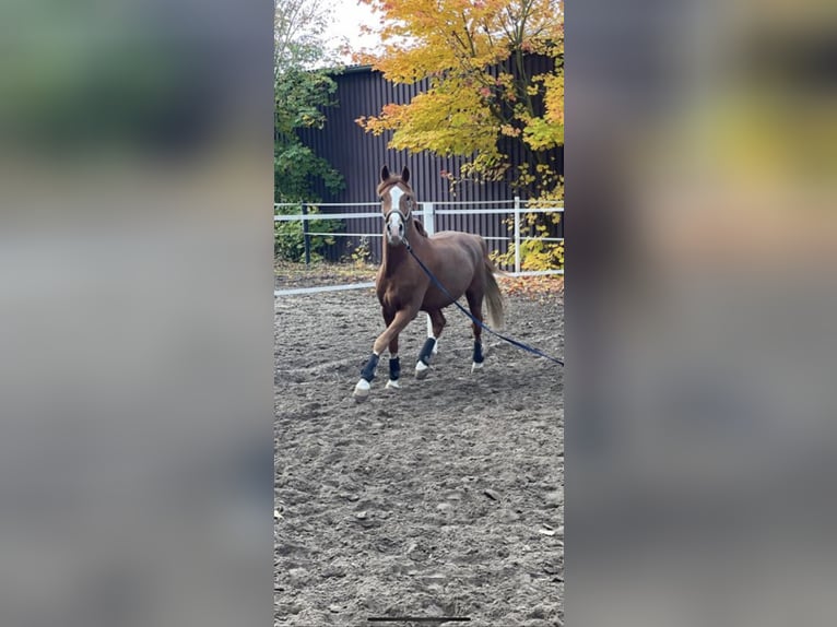 Deutsches Reitpony Wallach 10 Jahre 158 cm Fuchs in Egelsbach