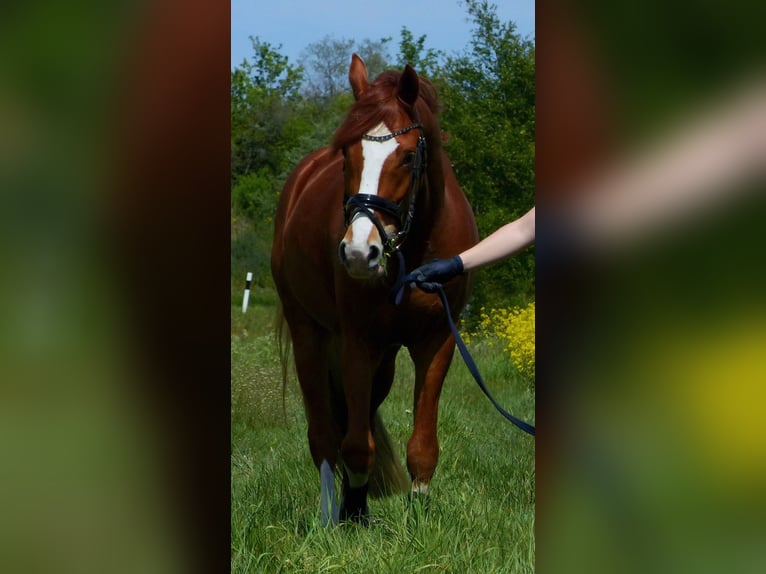 Deutsches Reitpony Wallach 10 Jahre 158 cm Fuchs in Egelsbach