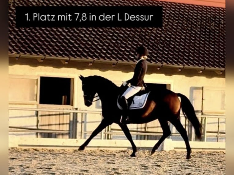 Deutsches Reitpony Wallach 10 Jahre Brauner in Baldham
