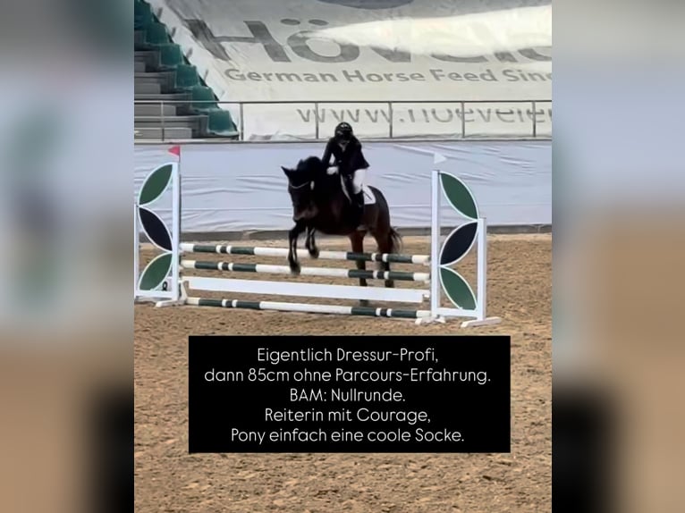 Deutsches Reitpony Wallach 10 Jahre Brauner in Baldham